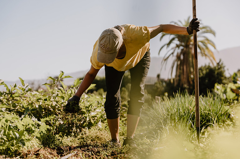 finca encuentro gardening