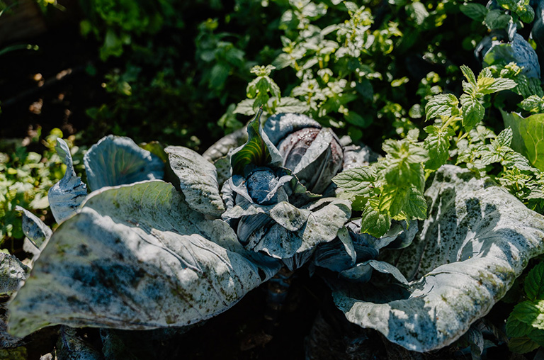 finca encuentro garden vegetables