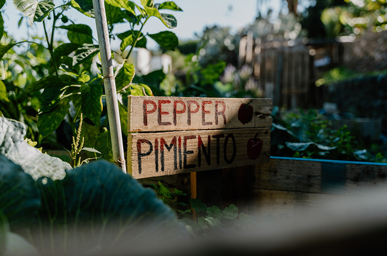 finca encuentro garden vegetables