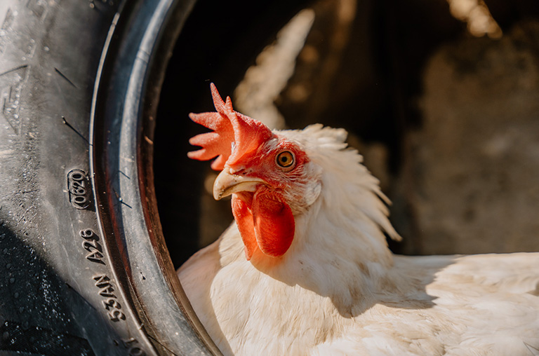 finca encuentro chicken animal