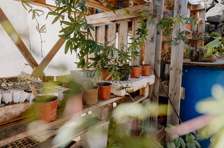 finca encuentro gardening plants