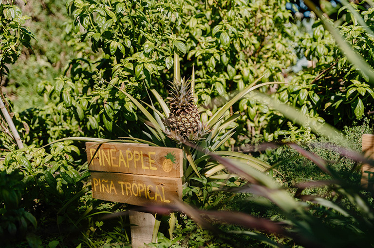 finca encuentro gardening plants pineapple