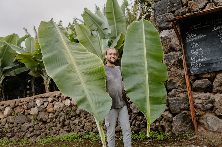 finca encuentro bananas leafs