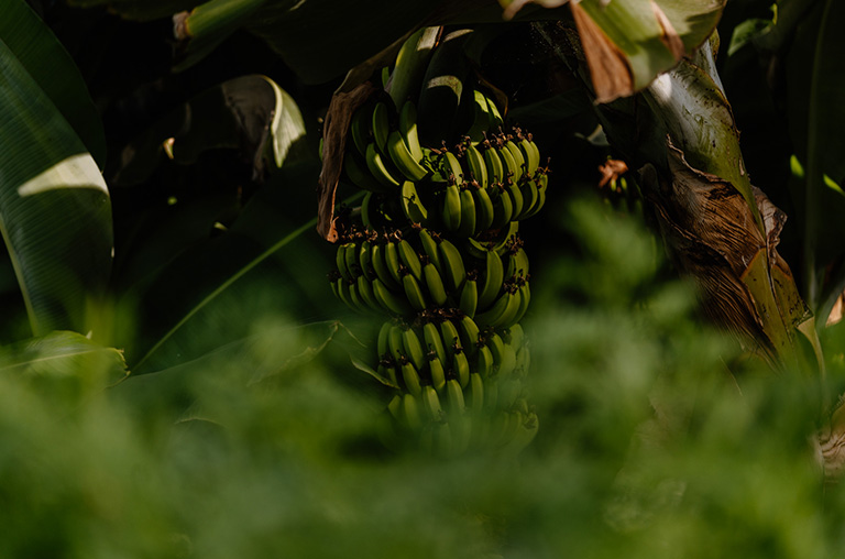 finca encuentro bananas leafs