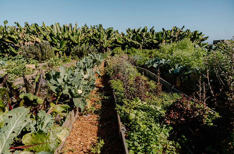 finca encuentro gardening garden vegetables