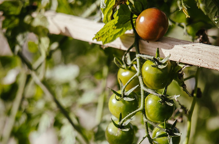 Finca Encuentro tomatas