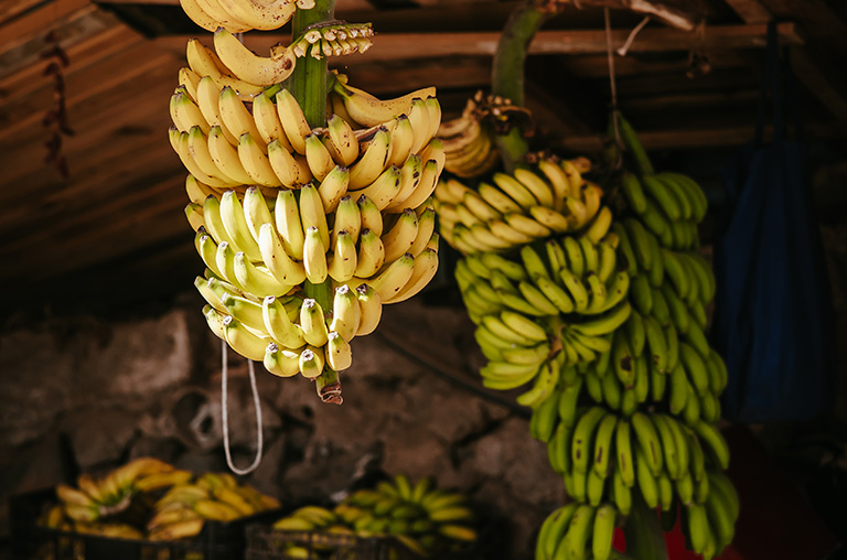 Finca Encuentro bananas