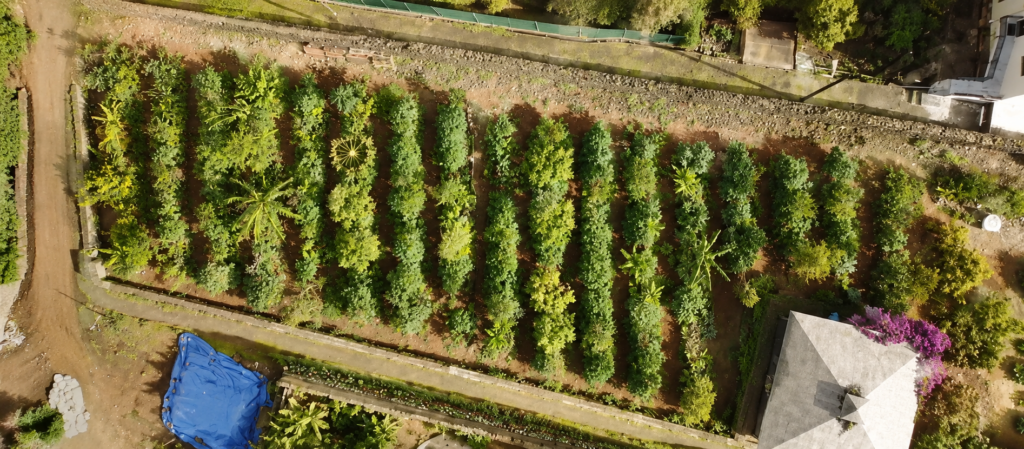 FoodForest from above