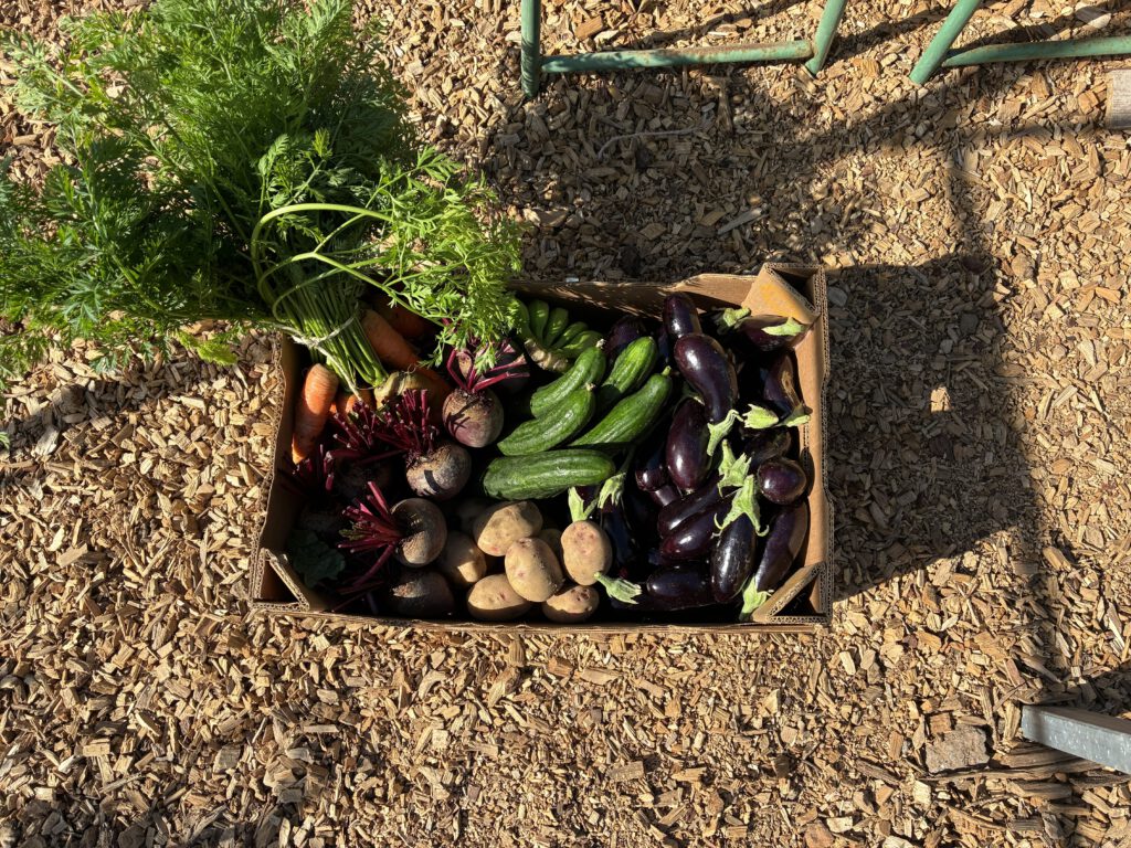 veggie